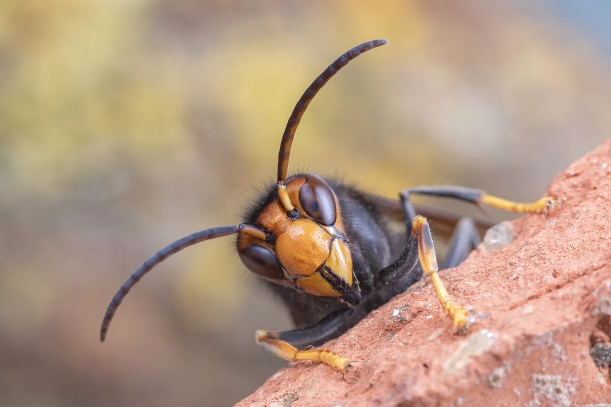 hornets — US news