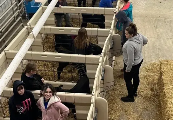 64 calves stolen mercer county — US news